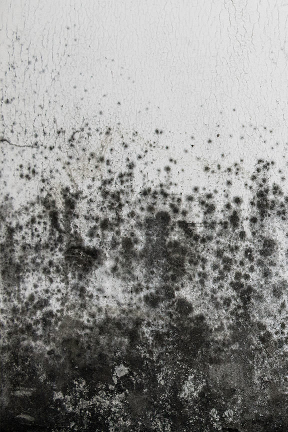 Mold Growth on Wall Caused by Poor Insulation Mold growing on a wall due to inadequate insulation and heat loss